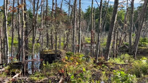 Dead Trees In A Swamp