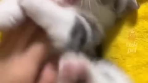 The Cutest Cat with the Funniest Reactions