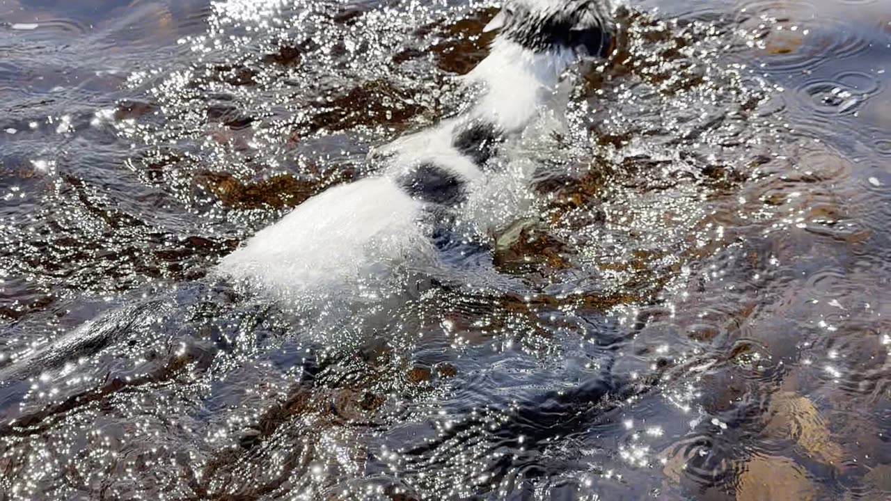 Adorable Cat Swims Across Shallow River