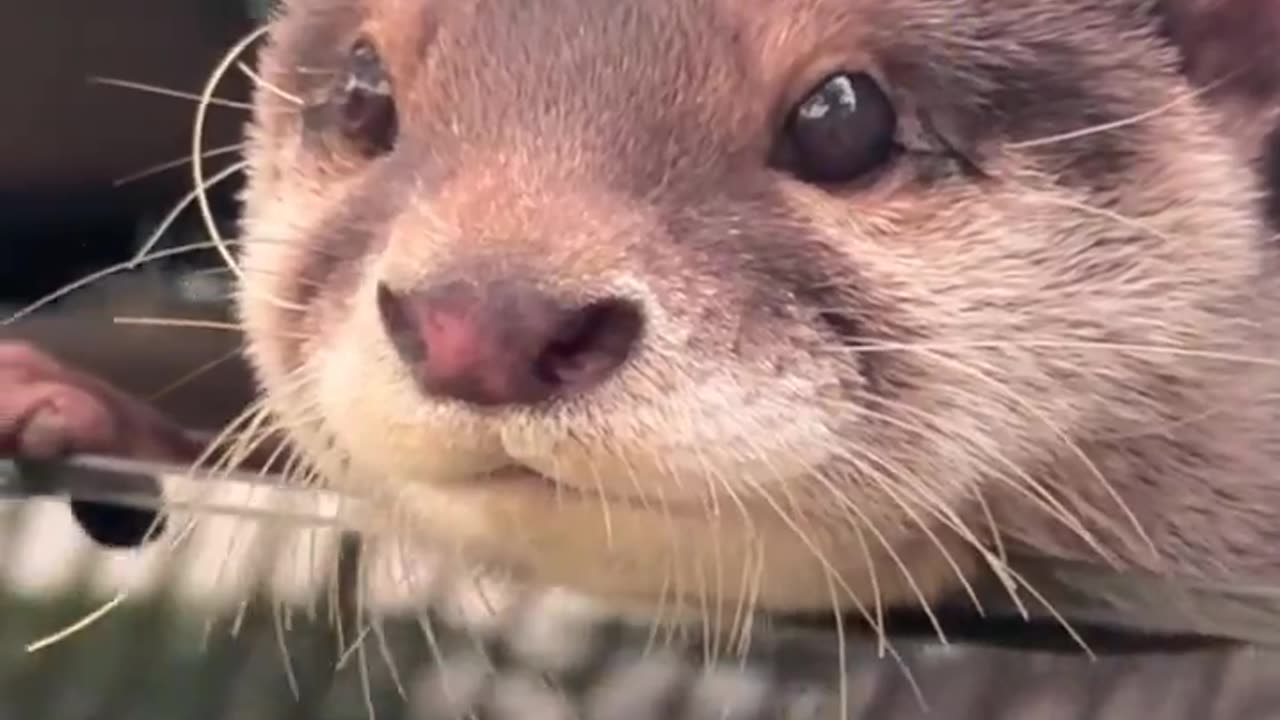 Otter Makes People Smile