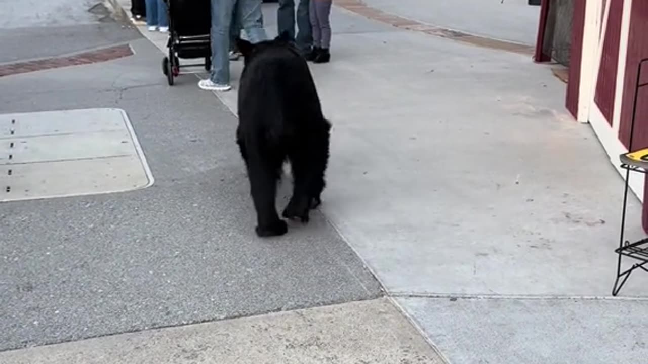 Nothing To See Here, Just A Bear Walking Down