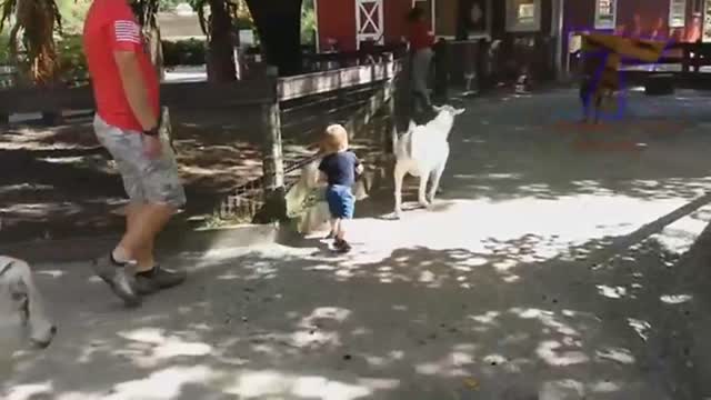 forget cats! funny kids zoo aminals are way funnier