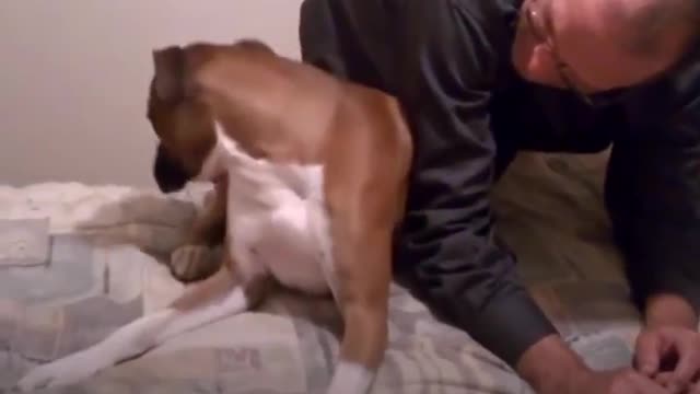 Cachorros não conseguem esconder a culpa
