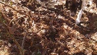 5 Month old Male GSP