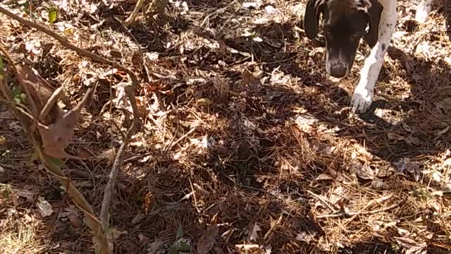 5 Month old Male GSP