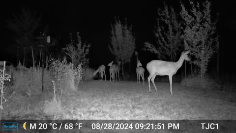 Deer See Something