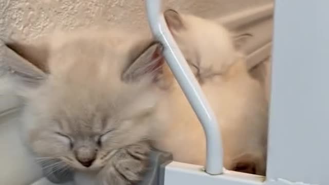 Kittens can sleep through anythingcc