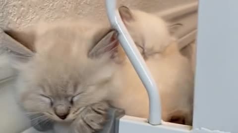 Kittens can sleep through anythingcc