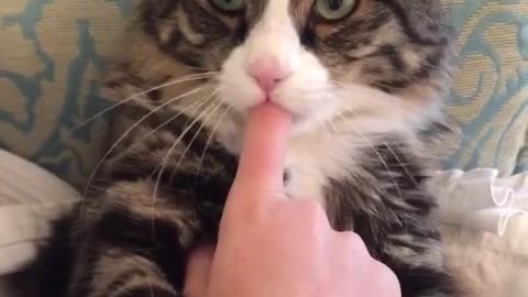 cute cat is saying something to me