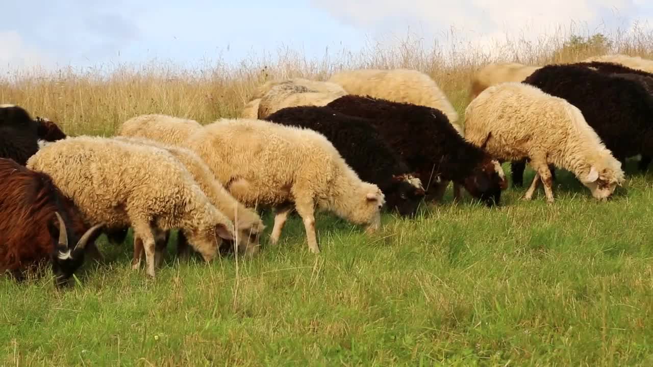 Flock of sheep on the grassland