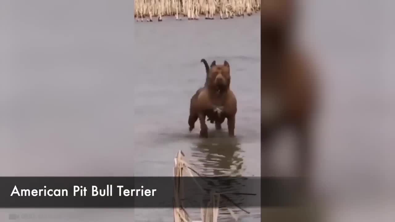 The World's Most Dangerous Dogs!