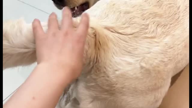 funny dog Keep massaging!