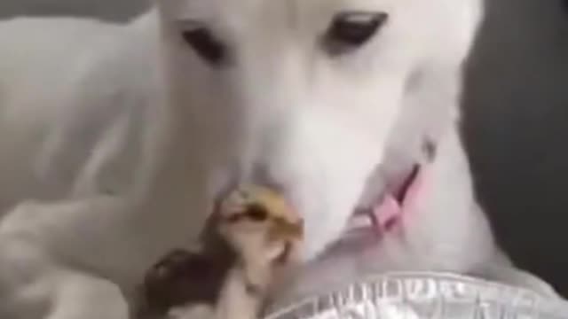 dog bites the dick