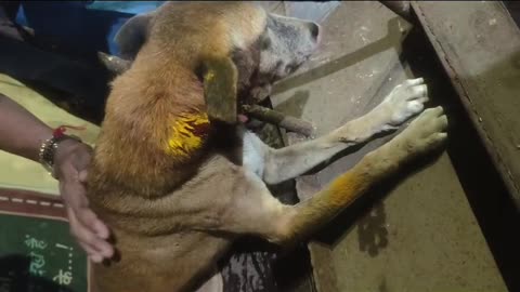 Injured Dog in Kalyan East near model college chinchpada road