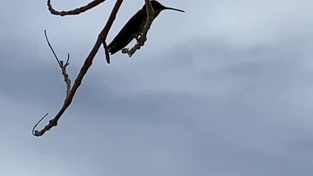 Roadrunner leads to hummingbird at Las Vegas temple.