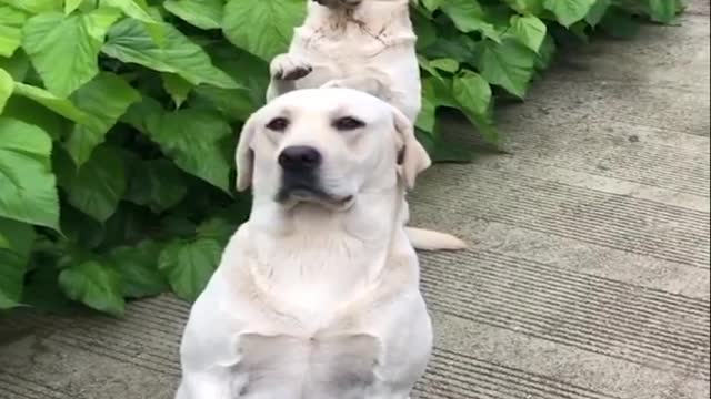 Funniest & Cutest Labrador Puppies #2 - Funny Puppy Videos 2020