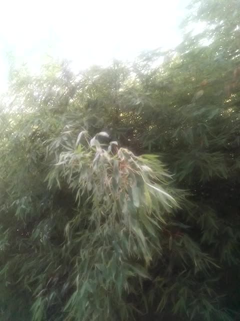 Бамбук и ветер