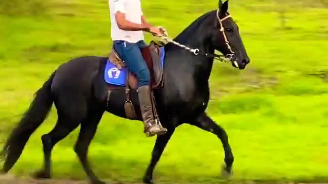 Thoroughbred black horse