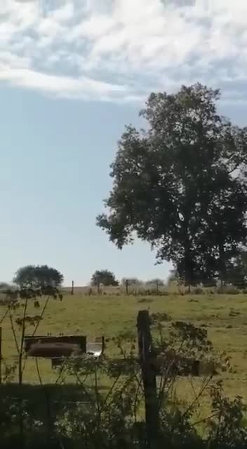 08 Aout 21 Puma survole le champs a proximité de la SVI