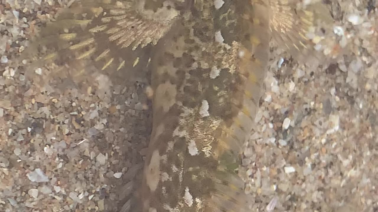 An amazing fish