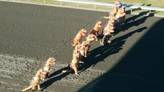 Dozen People Dressed In Huge T-Rex Costumes Enjoy A Casual Race