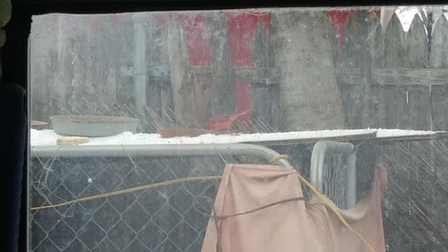 Texas Snowstorm - Cardinal Steals Peanuts 😄