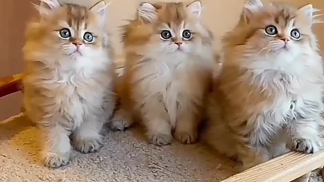 3 cats play