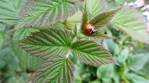 Beautiful Ladybug on Leaves