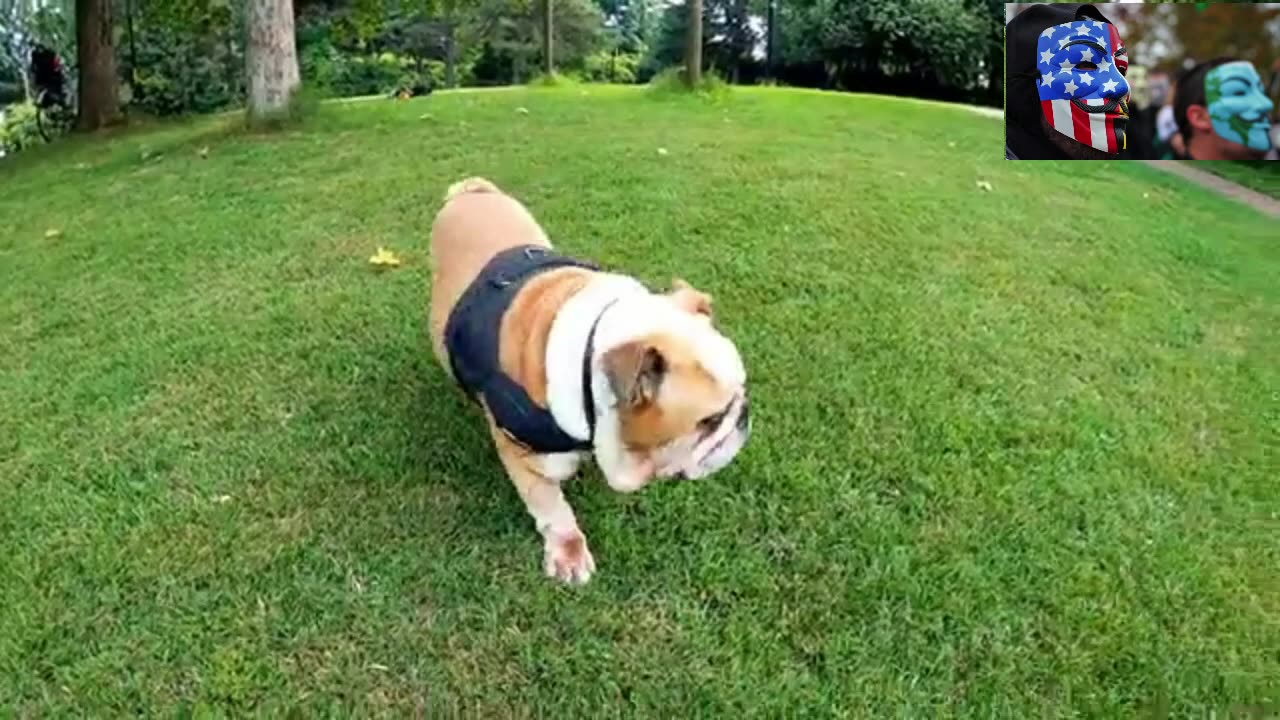 Dog Breeds - Bulldog - The Ultimate Guide to Bulldogs_ Everything Revealed!