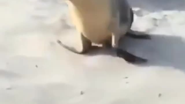 Cute Seal Approaches The Camera to Say Hello!