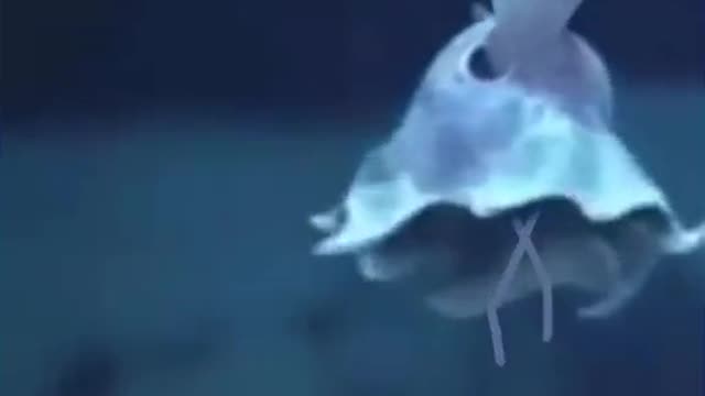 Dumbo Octopus 🐙 is turning into a Ballerina 💃