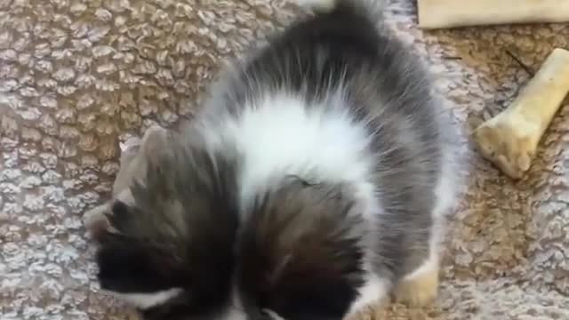 The cute dog asks for food from its owner lovably