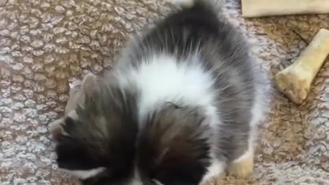 The cute dog asks for food from its owner lovably