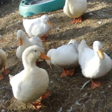 Duck warns other Ducks to keep away From Her Drake
