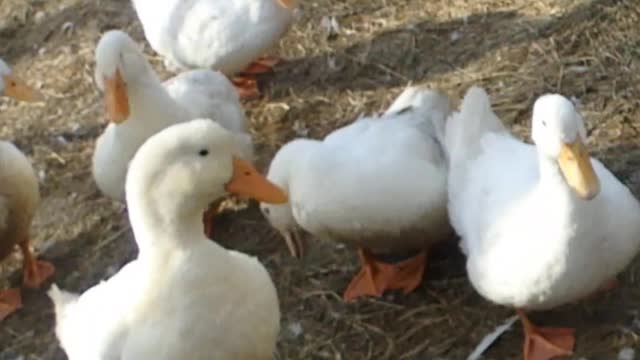 Duck warns other Ducks to keep away From Her Drake