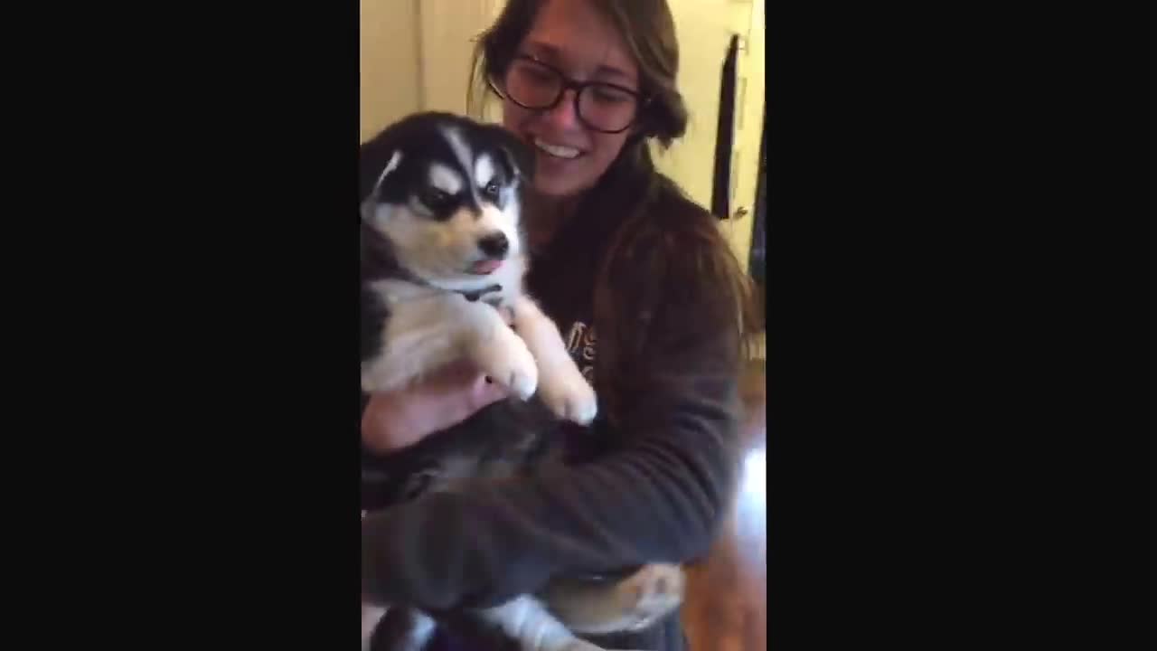 Talking husky puppy