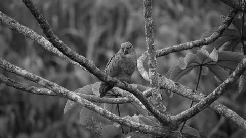 A bird sad for his wife