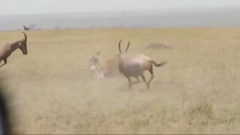 hyena attacks antelope cub