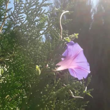 Morning Glory in profile