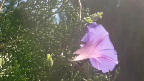 Morning Glory in profile