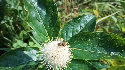 Sugar Shack Buttonbush