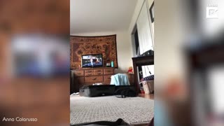 Confused Cat Attacks Owner