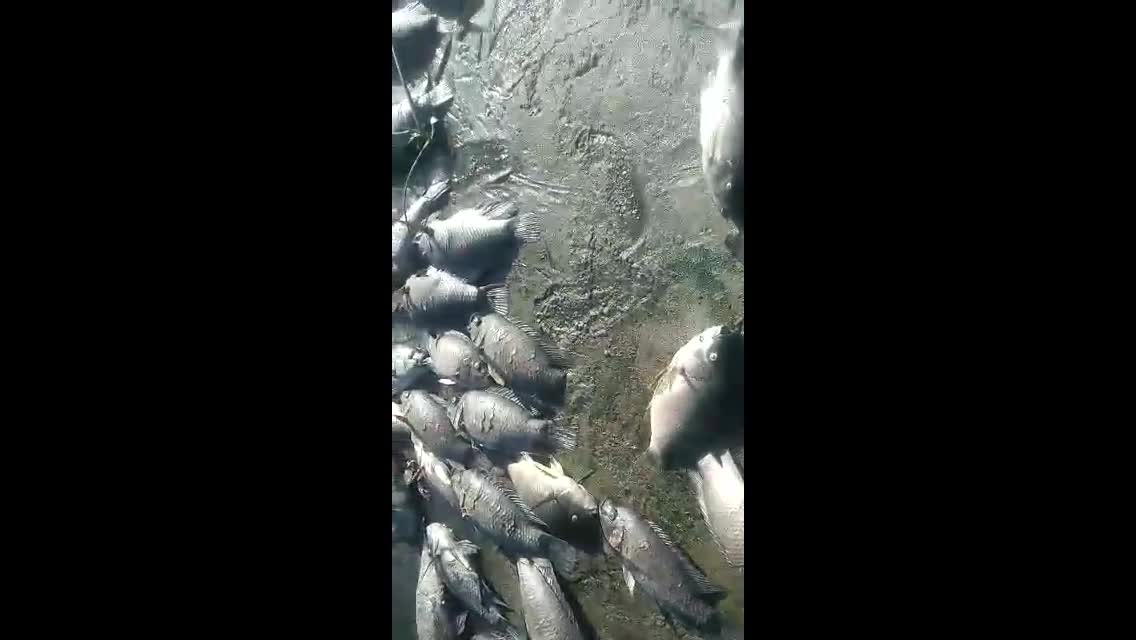 Hundreds of dead fish were found in Isipingo