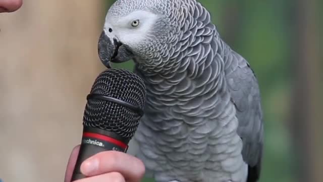 Parrot funny talking video😅😅🤣