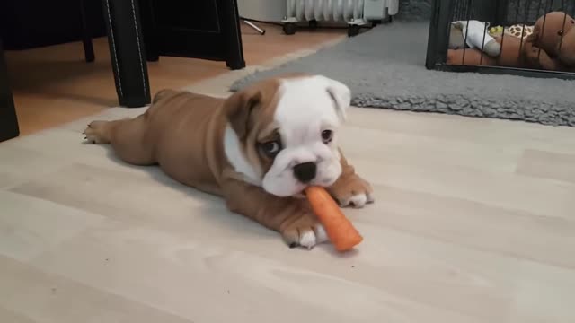 Carrot is Bulldog puppy's new favorite toy