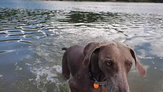 DD Weimaraner Buddy rising from the water.