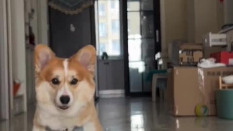 Watch: Dogs Dancing to the Beat! 🎶🐕🕺