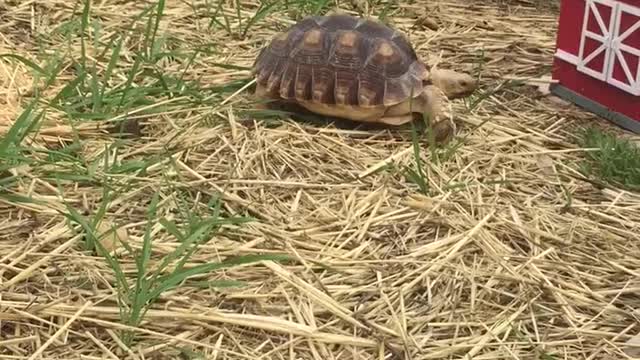 Rowdy strolling around her enclosure