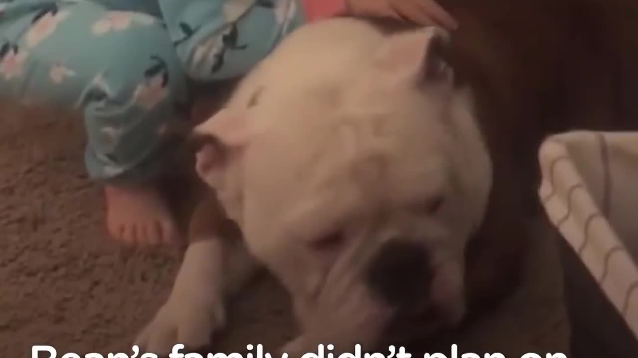 Little Girl And Her Bulldog Are Helping Each Other Grow Up | The Dodo