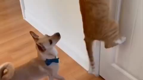 Funny video 🤣🤣🤣🤣🤣🤣🤣